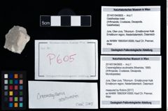 Foto (Objekt + Etikett) von Cracensigillatus acutirostris (Moericke, 1889)  (NHMW-GEO-2014-0194-0605)